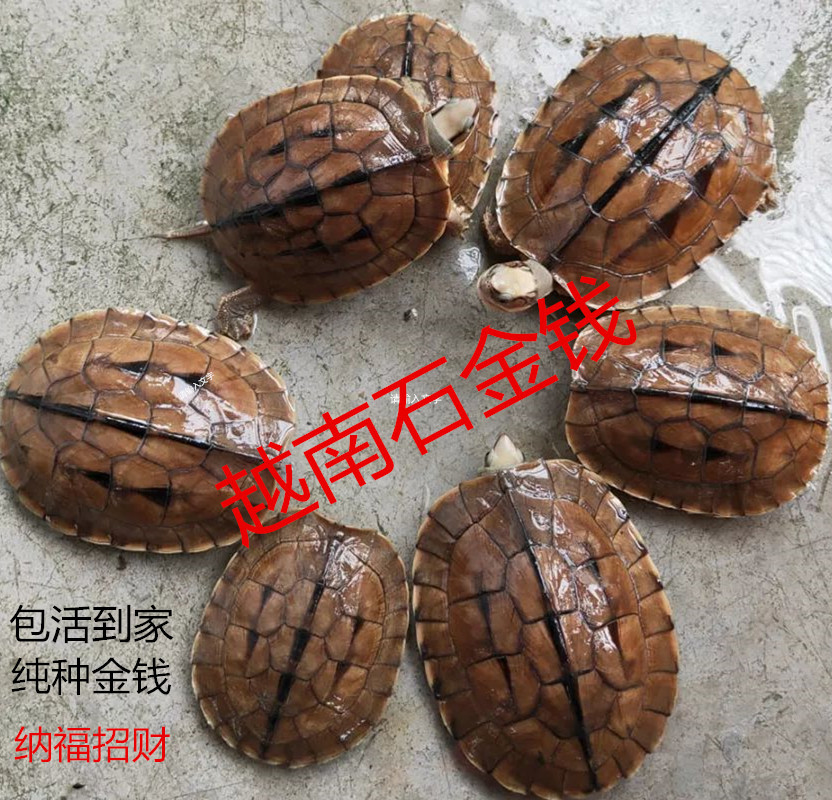 南石龟正宗越南石金钱龟稀有宠物龟小乌龟活物黄喉拟水龟苗小青龟
