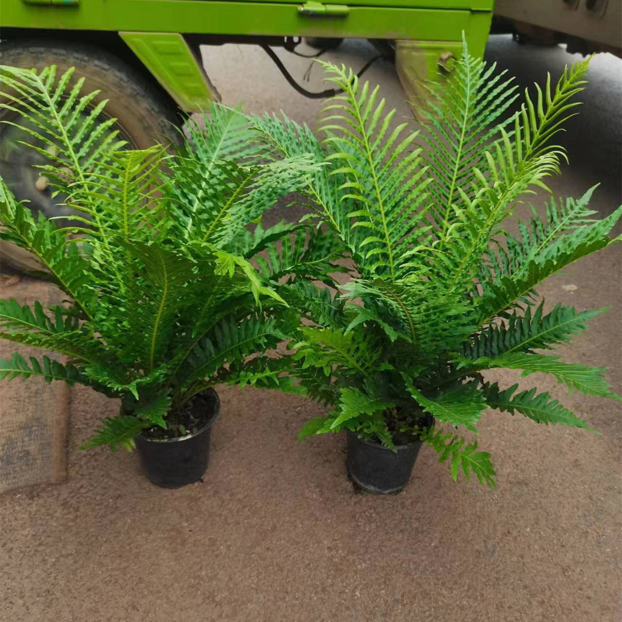 140杯富贵蕨盆栽船头蕨耐寒喜阴观叶植物室内客厅办公室桌面绿植