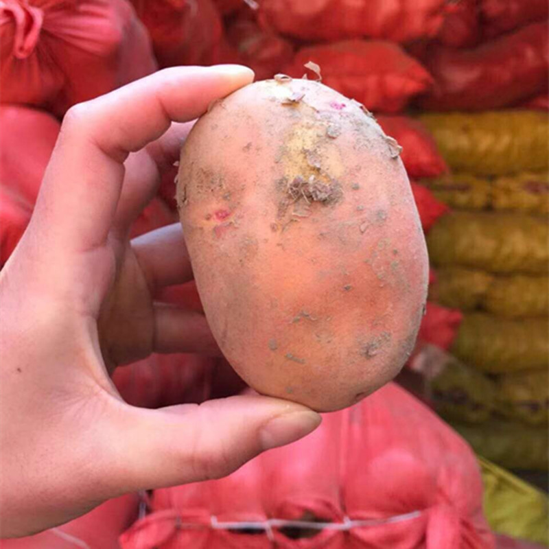 【云南高原红皮黄心土豆马铃薯】山地种植洋芋9新鲜水果蔬菜代发_新鲜