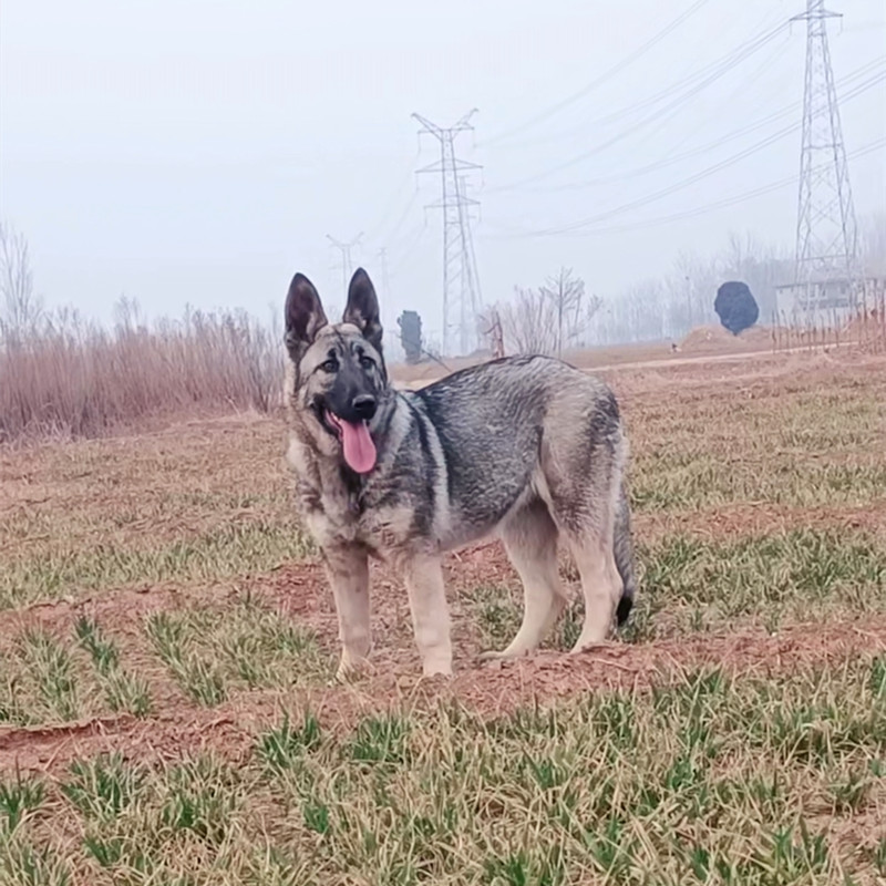出售狼青犬幼犬纯种大型巨型中华狼青犬幼崽活体狼犬护卫犬宠物狗