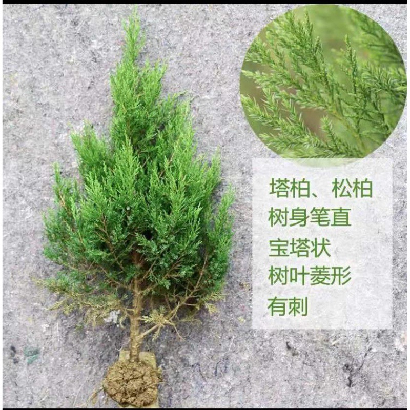 蜀桧柏刺柏宝塔柏松柏侧柏龙柏扁柏清明墓地松扫墓松园林绿化苗木