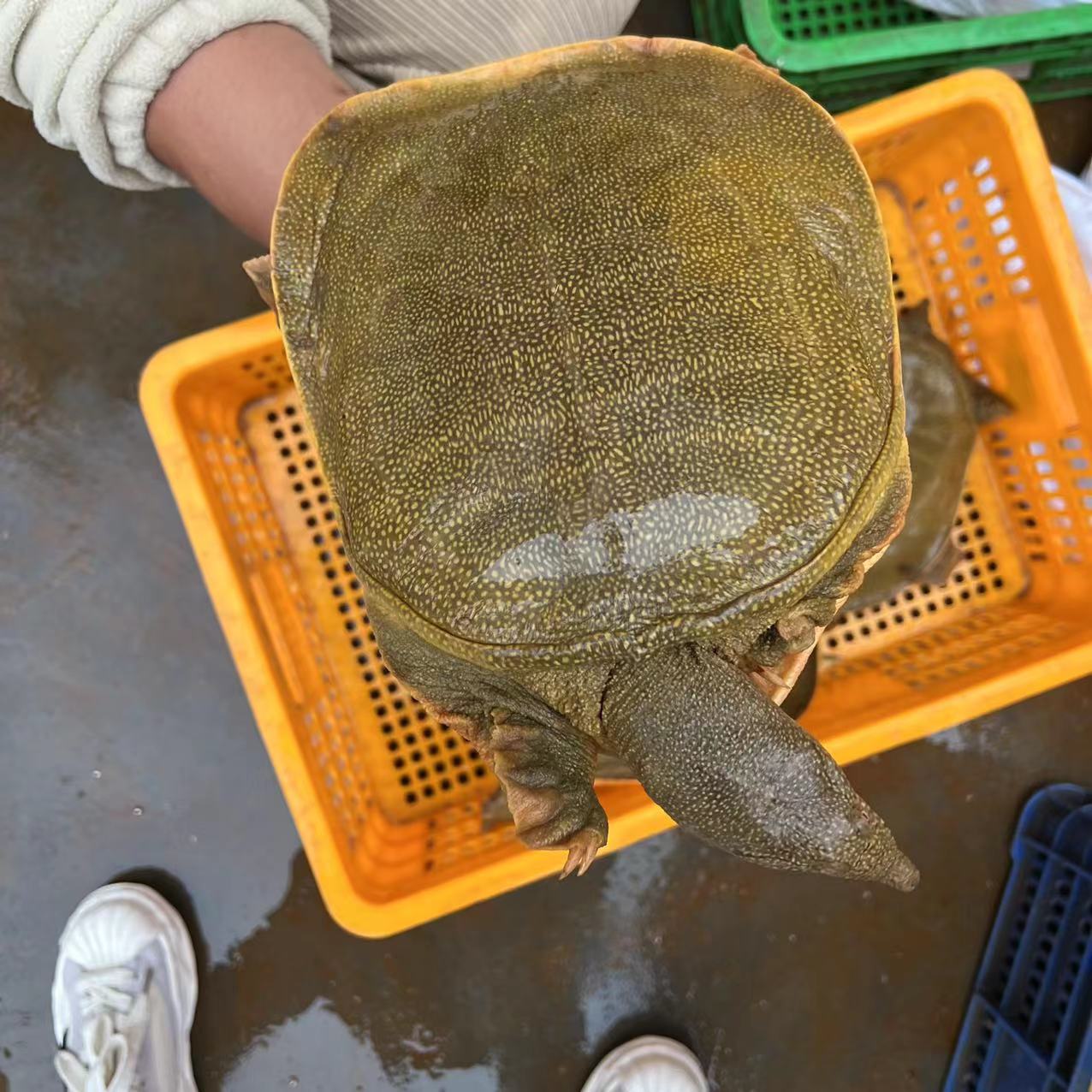 0成交0斤甲鱼 基地直供活体生鲜活批发中华老鳖水鱼水产品甲鱼王八