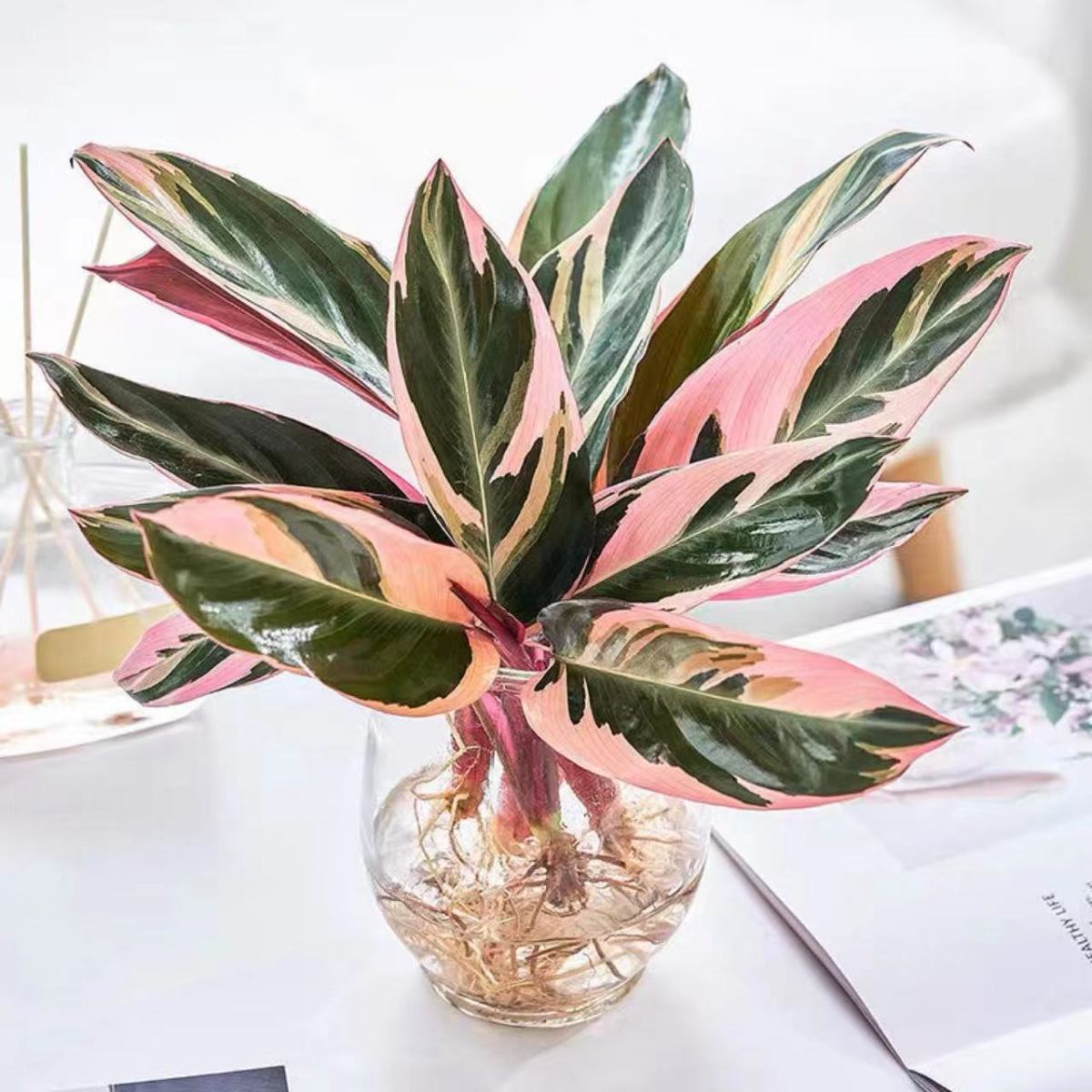 七彩竹芋彩叶孔雀植物花卉盆栽室内办公室多彩网红北欧绿植好养花