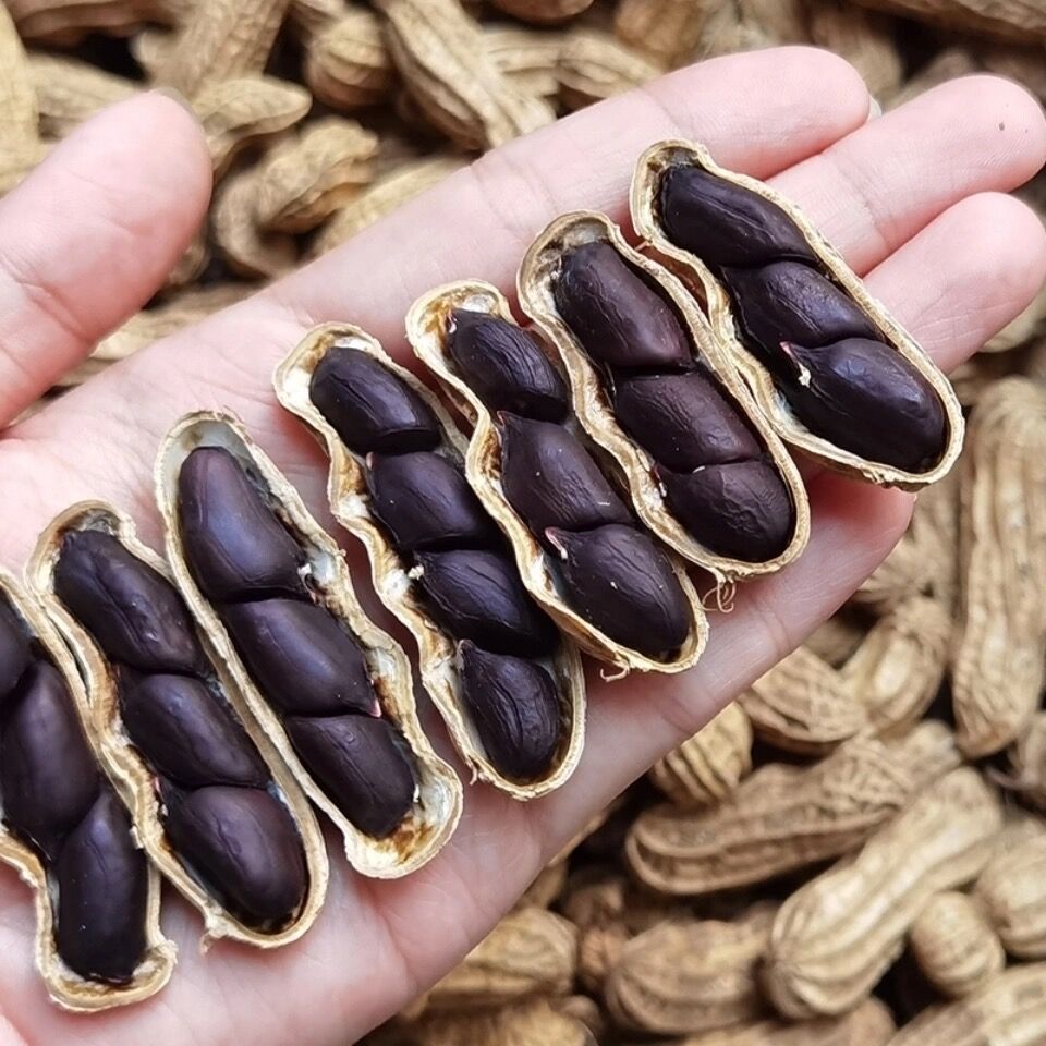 黑花生带壳富硒黑花生2斤 黑花生种籽子正宗云南特产新鲜黑花生生