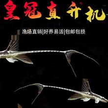 新品异型皇冠黑魔神枝状巴洛克红蜻蜓直升机底栖鱼草缸除藻清洁鱼