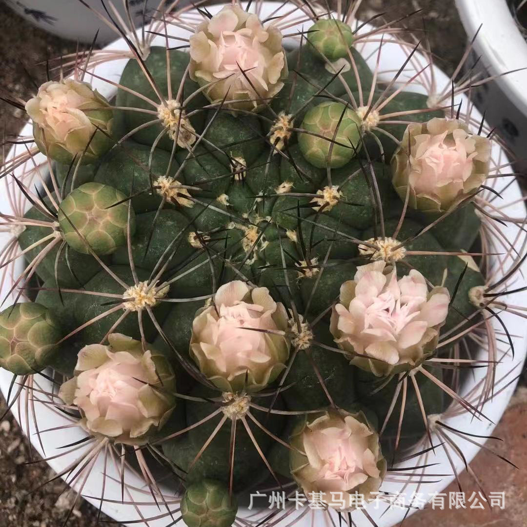 【基地直供】新天地开花仙人球多肉植物盆栽居家花卉绿植耐运输