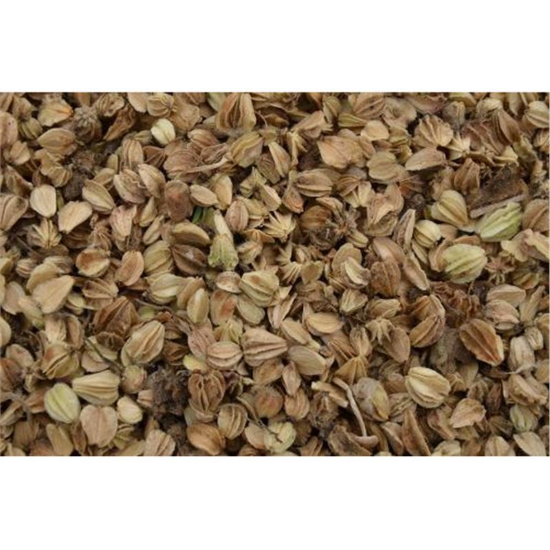 2017新产 北沙参种子 发芽率85%以上亩用种10斤