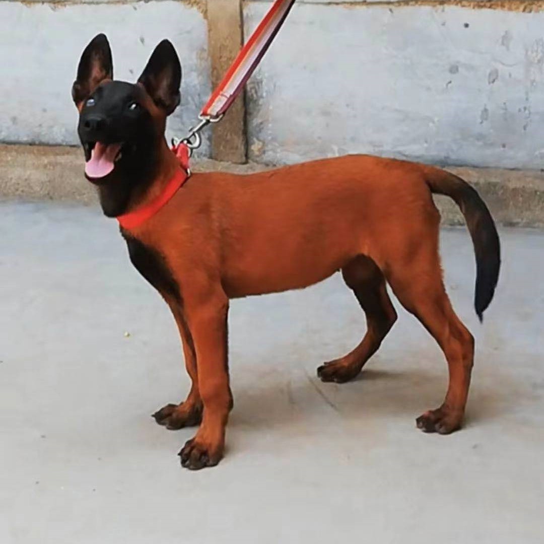 马犬幼犬纯活体比利时牧羊犬马犬家养看家护院犬黑红黄马幼崽价格