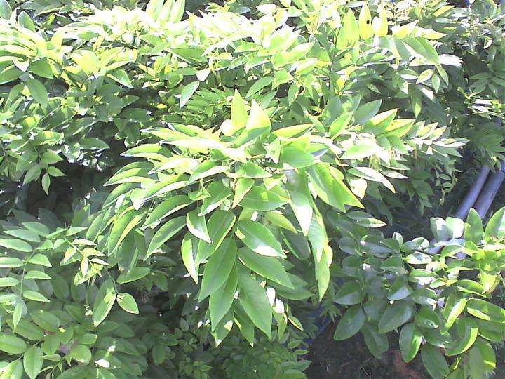 印度小叶紫檀种子 红木檀香白檀 海南黄花梨树种子沉香木菩提种子