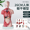 人體模型 28CM軀干 人體內臟解剖模型 醫學教具骨骼 兒童益智玩具