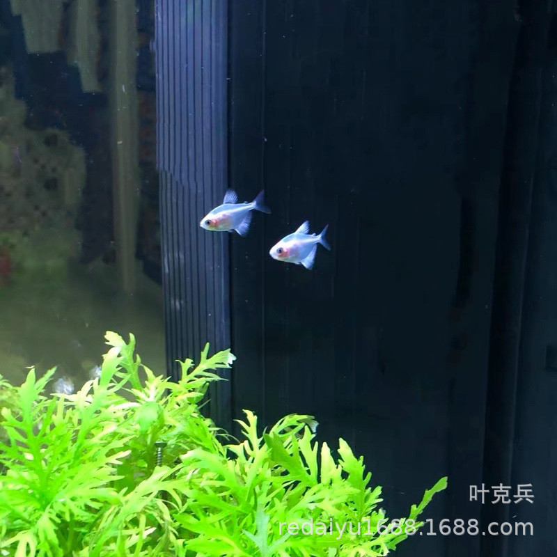 上海热带鱼养殖场批发天使鱼 蓝莓天使蓝衣天使-阿里巴巴