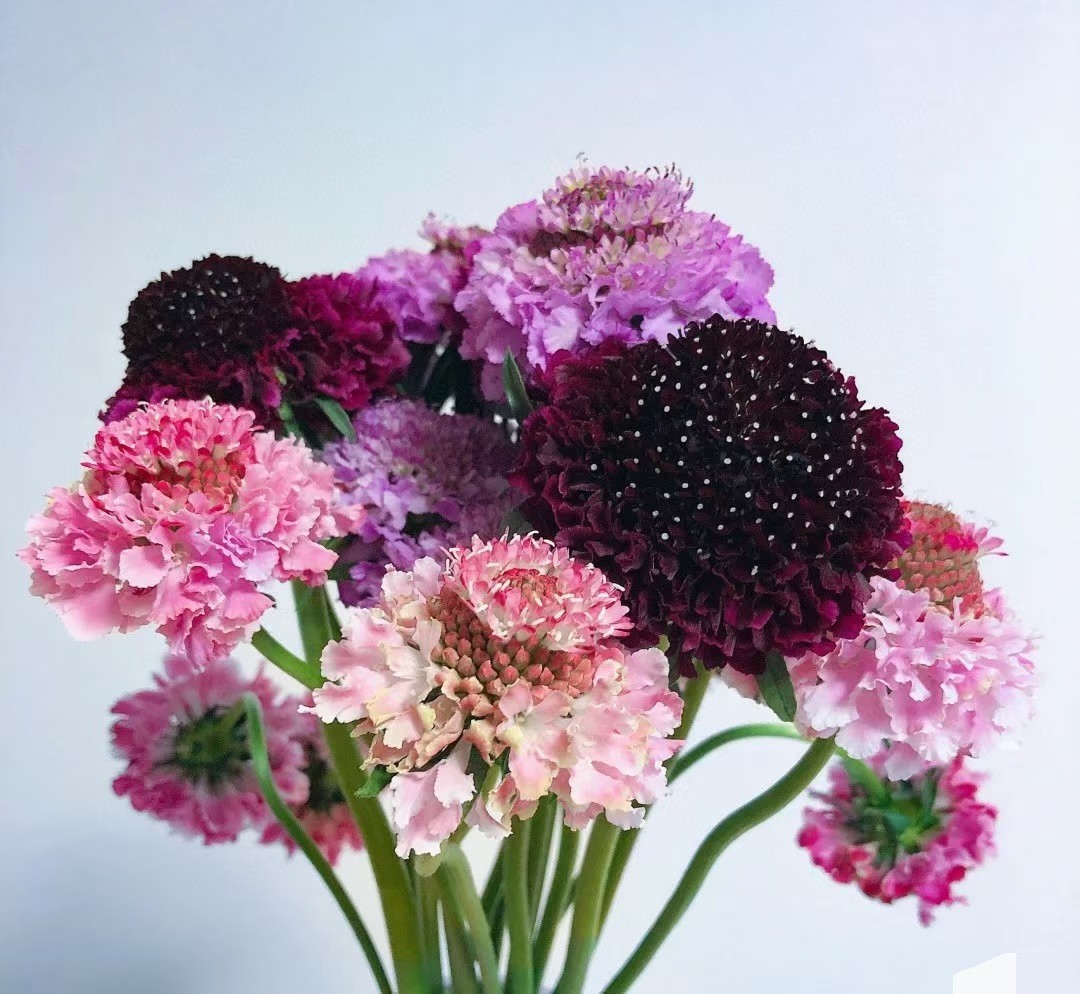 松虫草鲜切花云南鲜花批发基地直发直批产地直销红色各种色松虫草