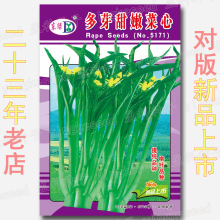 多芽甜嫩菜心种孑 约2500粒甜脆爽口柳叶菜心菜种籽 蔬菜种子批发