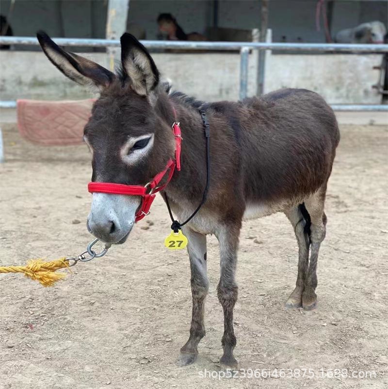 动物园儿童互动迷你小宠物驴 骑乘拉车样样均可宠物驴 可爱小毛驴