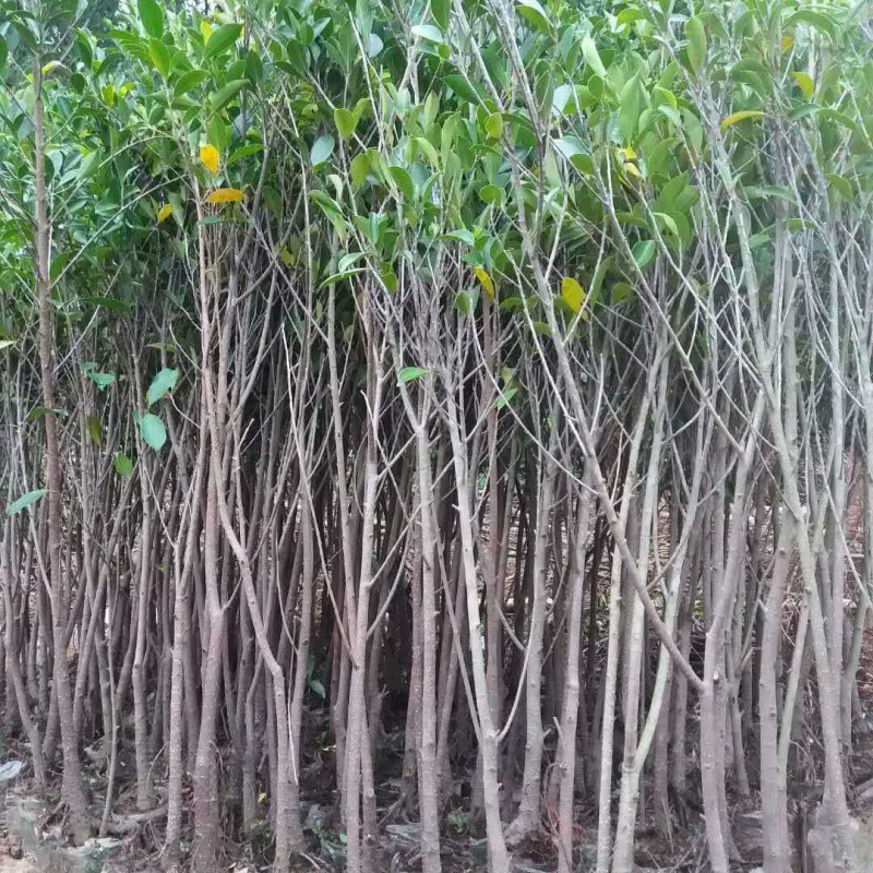 小叶榕榕树苗独木成林庭院室外苗木万年青园林绿化四季常青细叶榕