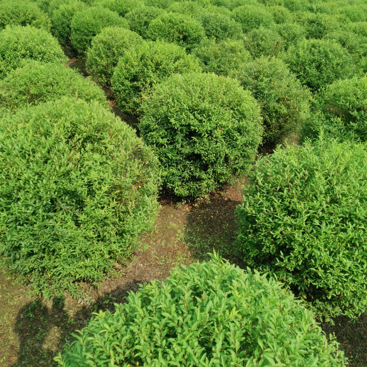 珍珠绣线菊球(雪柳球)白花绣线菊球,苗圃基地直供批发零售