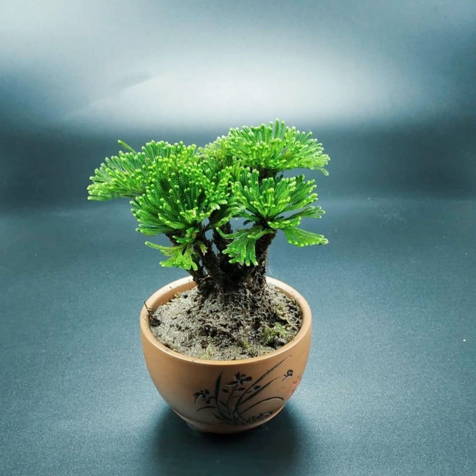 还魂草盆栽盆景野生草花卉卷柏九死微型绿植新鲜竹筒创意一件批发