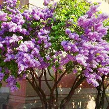 一件代发丁香花树苗紫丁香苗木庭院绿化别墅观赏植物北方种植地栽