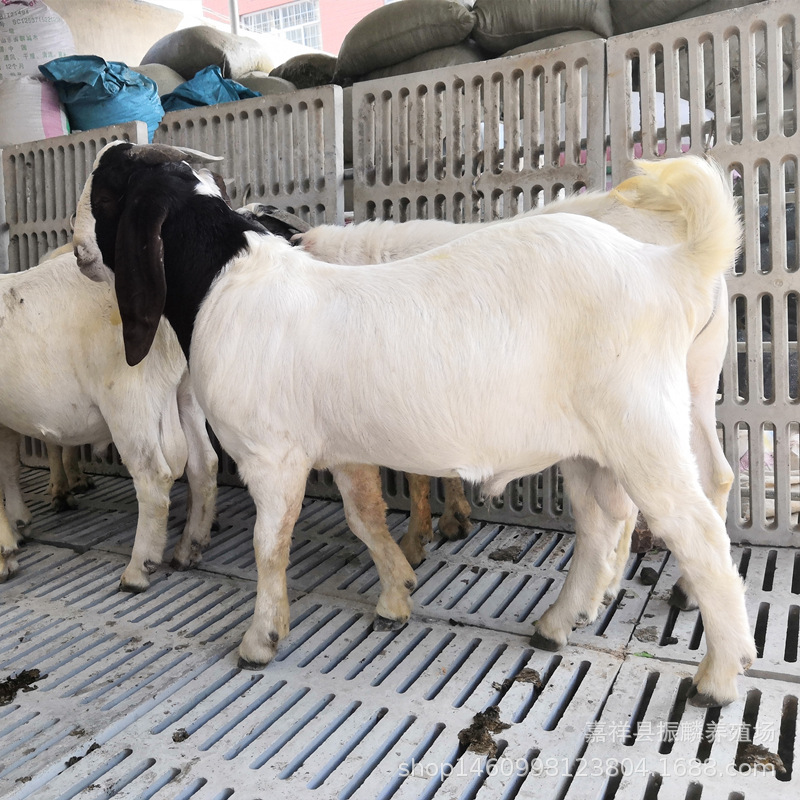 波尔山羊幼崽纯种小公羊 白山羊羊羔养殖 波尔种公羊活体出售