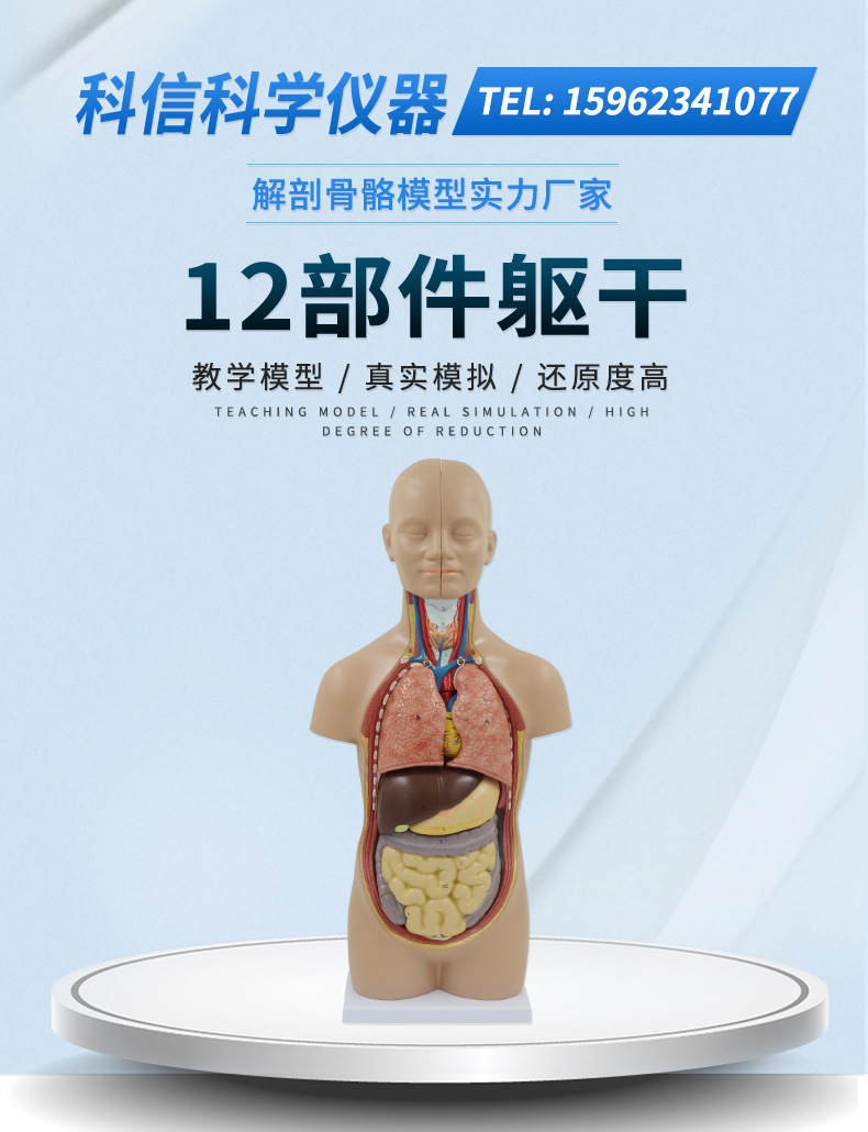 人体躯干模型内脏解剖头部大脑颅骨心脏肝胃肺肠 教学科普教具