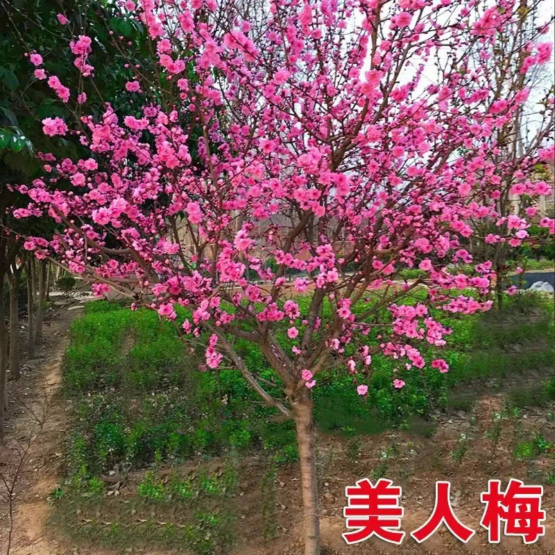 梅花树苗树苗室内庭院地栽盆栽树桩盆景室内外开花耐寒绿植风景树