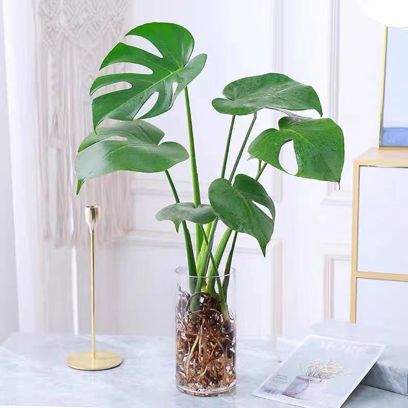 龟背竹大型盆栽绿植室内客厅吸甲醛净化空气四季常青大叶水培植物