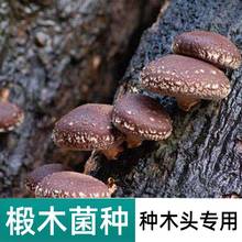 高产椴木香菇菌种树木头上种植蘑菇栽培种平菇灵芝榆黄蘑食用菌包