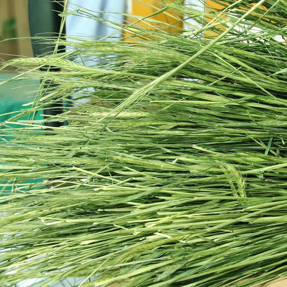 批发2022年新草烘干大麦草小麦草兔粮干草龙猫豚鼠牧草饲料包邮