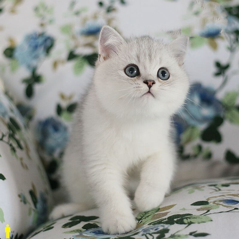 纯种英国短毛猫银点渐层蓝眼银渐层幼猫活体猫咪折耳猫宠物猫