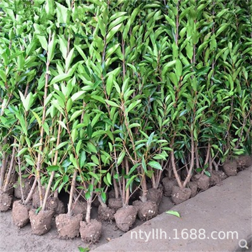 法国冬青树苗篱笆苗四季常青庭院绿化苗木大叶冬青苗珊瑚树围墙苗