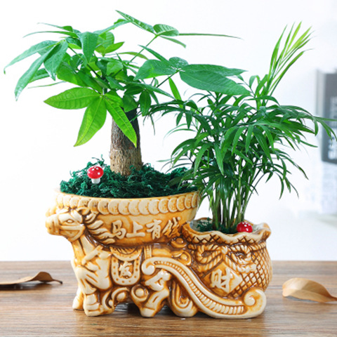 发财树花盆盆景陶瓷客厅办公室绿植常青盆栽生日礼物花卉一件批发