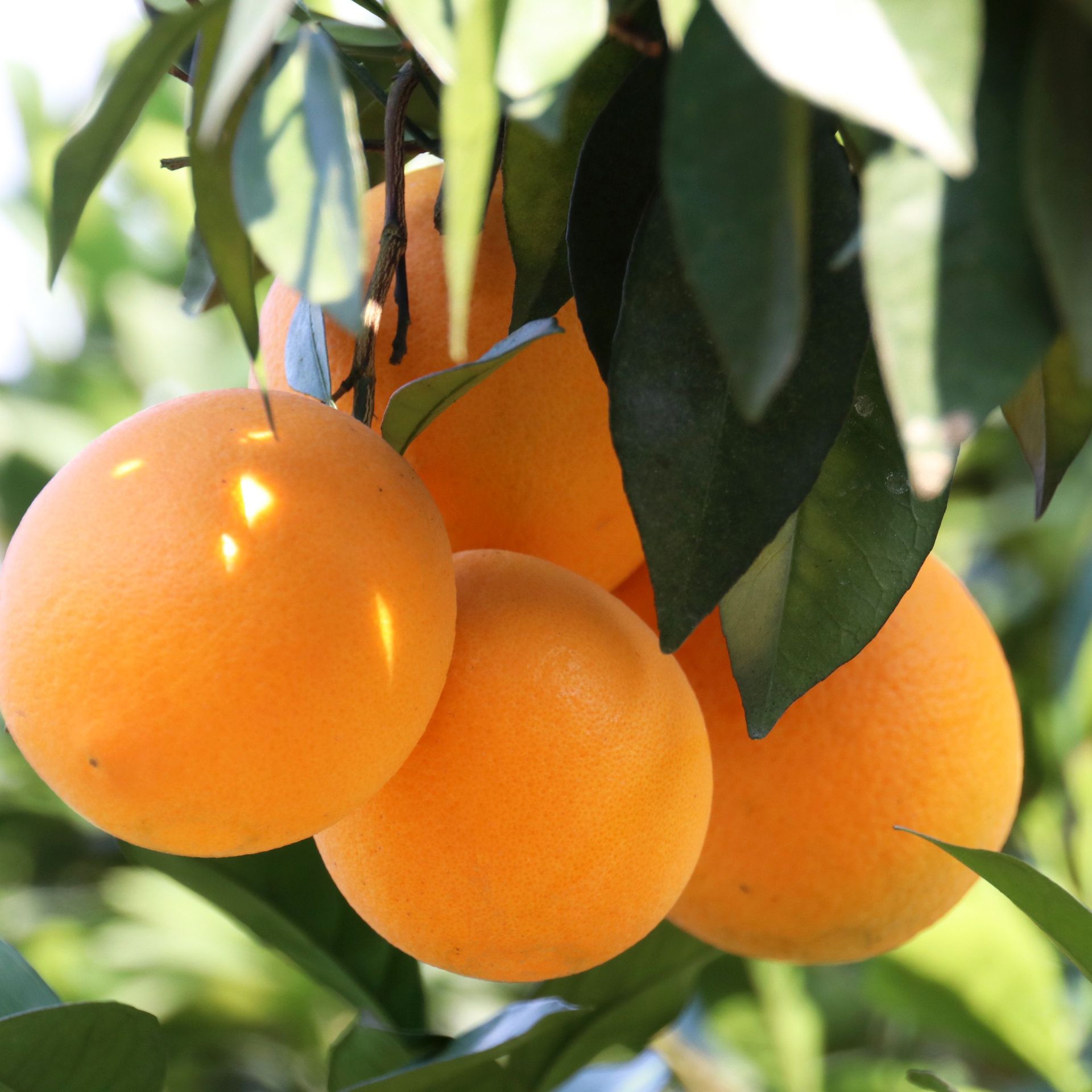 江西甜脐橙-江西甜脐橙厂家,品牌,图片,热帖-阿里巴巴