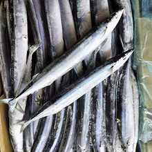冷冻秋刀鱼 秋刀鱼饵料 可用于海洋馆饲料鱼批发