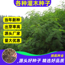 灌木种子紫穗槐刺槐猪屎豆多花木兰银合欢公路绿化护坡固土草种籽