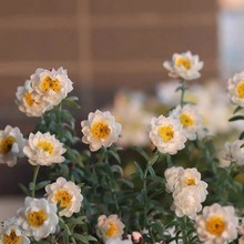 纸鳞托菊盆栽 春季开花多年生耐寒庭院阳台花园宿根芳香花卉植物