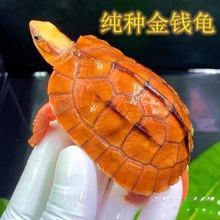 金钱龟黄金龟稀有观赏龟活物越南石纯种金钱龟小乌龟宠物