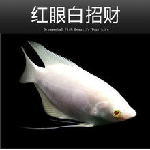 玉面皇冠红尾皇冠鱼活体鱼老寿星鱼蓝面财神中大型热带观赏鱼新疆