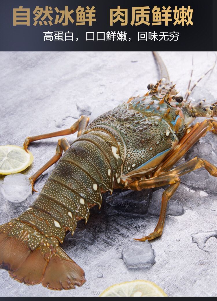 小青龙 批发200-600g新鲜冷冻青龙仔 海鲜水产冷冻大龙虾20斤/1件