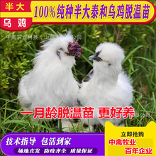 出售竹丝鸡鸡苗活体泰和乌鸡白乌鸡苗小鸡苗出厂打疫苗土鸡草鸡苗