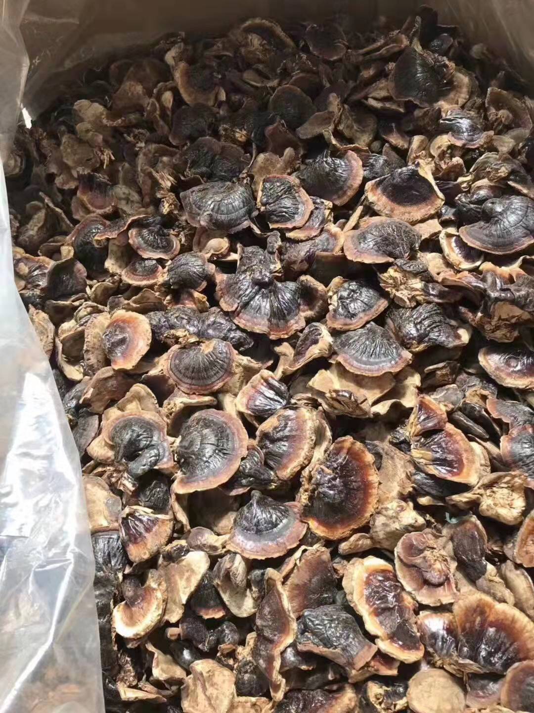 产地货源长白山金边小灵芝统货散装礼盒自用送人滋补泡水煲汤灵芝