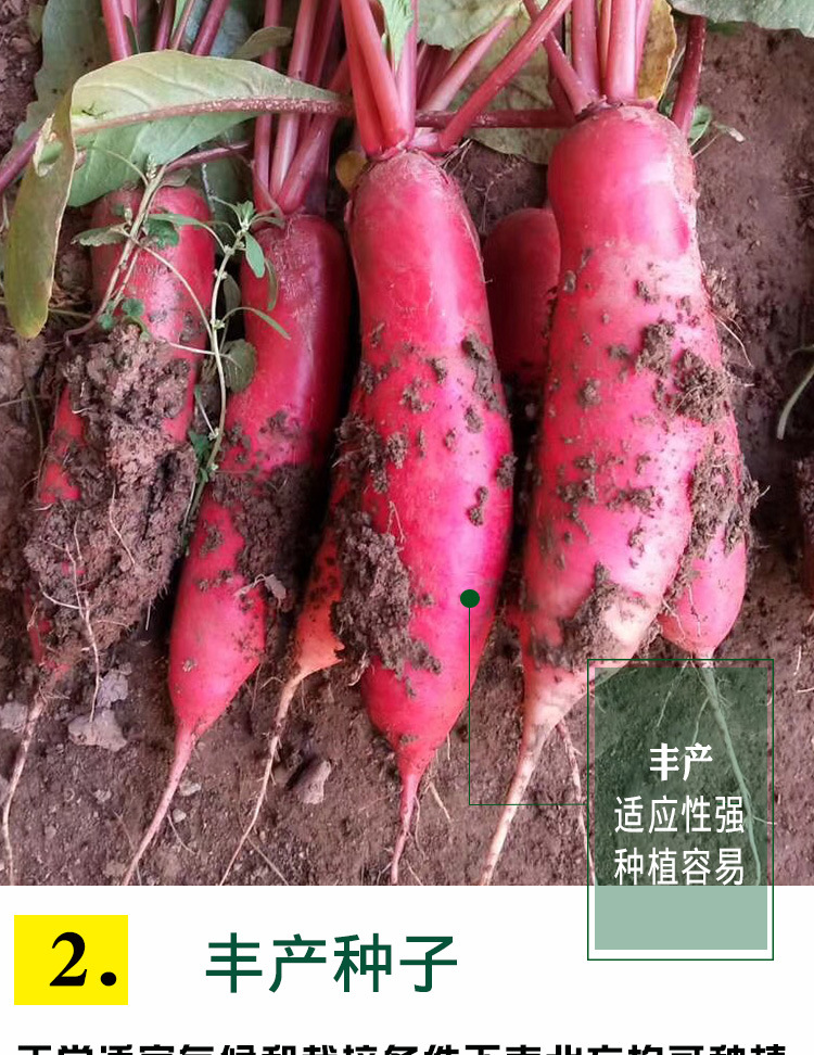 四季红杂交水萝卜种子 农田菜园三系杂交表皮深红白肉萝卜蔬菜籽