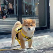 纯种柴犬活体幼犬批发柴犬小型狗幼崽宠物狗狗黑白柴犬赤柴出售柴