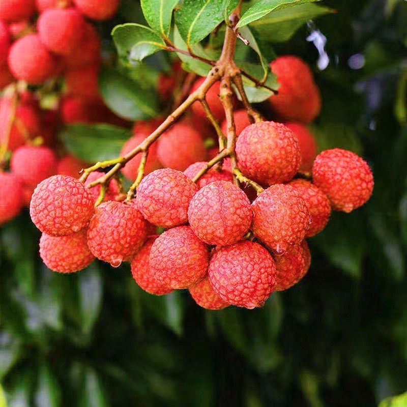 产地代发 广东高州妃子笑荔枝 新鲜荔枝当季水果5斤装