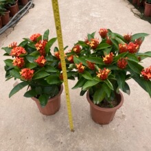 小叶龙船花盆景室内绿植四季开花老桩造型植物庭院阳台好养发顺丰