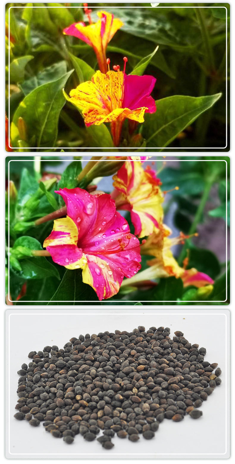 紫茉莉种子草茉莉地雷花种家庭阳台庭院盆栽易活播种易种双色花卉