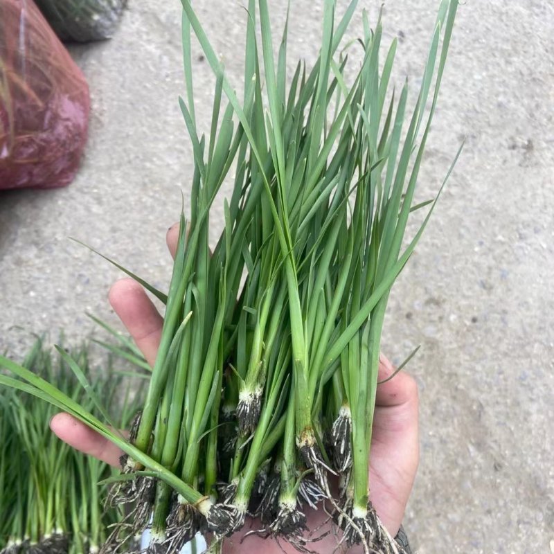 野茭白 水笋 茭白笋 脚白笋 菰菜 高笋 高瓜 菰笋 菰手 水生绿化