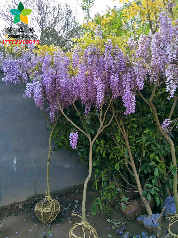 紫藤花树苗爬藤植物盆栽庭院阳台花卉室外四季开花攀爬多花紫藤萝