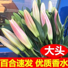 鲜花花束大头香水粉百合水养花云南基地同城速递卡布奇洛多头玫角