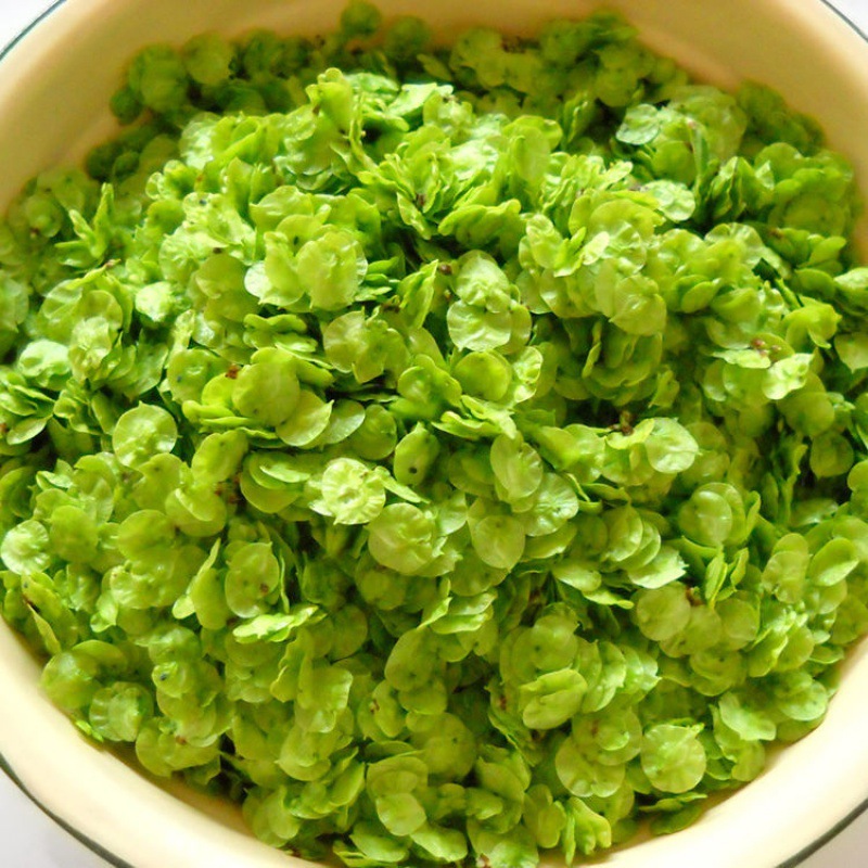 新鲜榆钱榆钱新鲜榆钱儿野菜榆钱饭 1-4斤