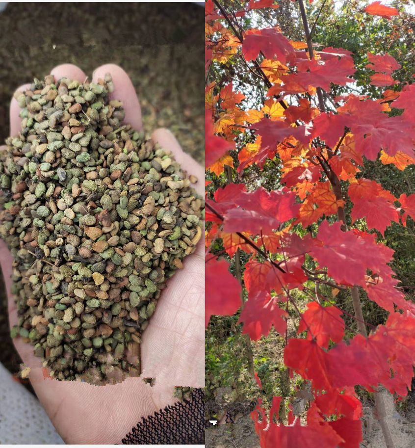 行道树观赏树种子 黄栌种子 黄栌树籽 红栌 黄栌落叶小乔木或灌木